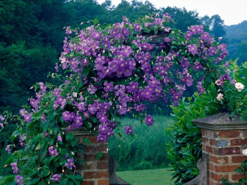 Clematis