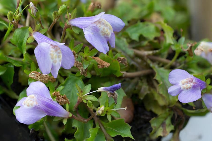 Mazus (Mazus reptans)