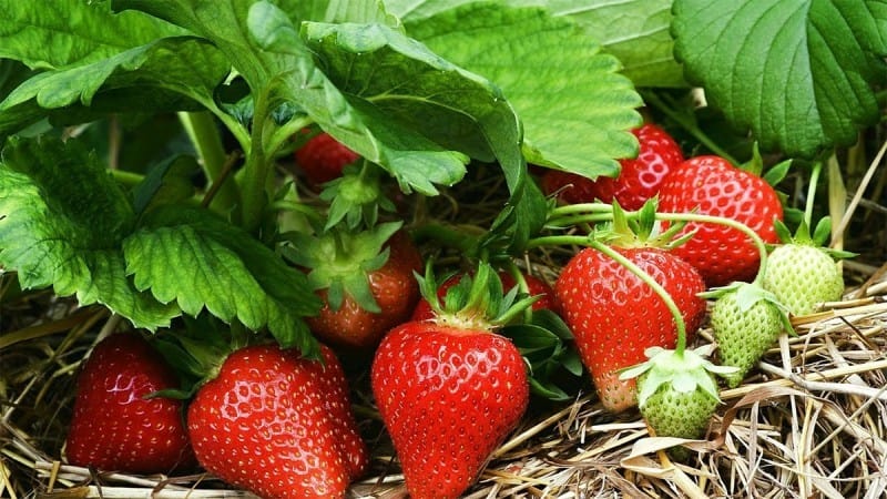 Strawberries