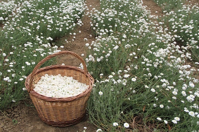 Best Companion Plants for Chamomile