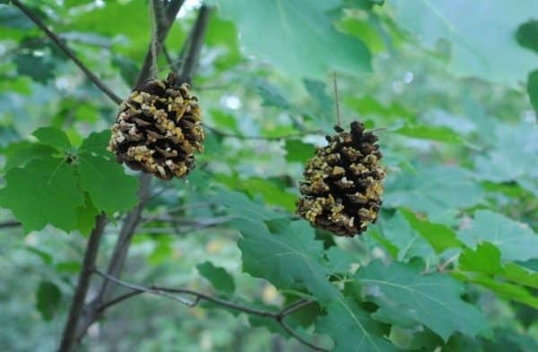 Pine Cone Feeders