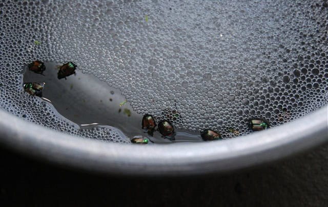 A Cup of Soapy Water