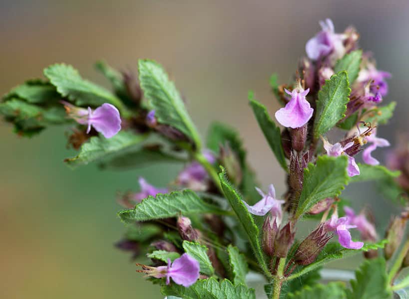 Wall Germander (Teucrium chamaedrys)