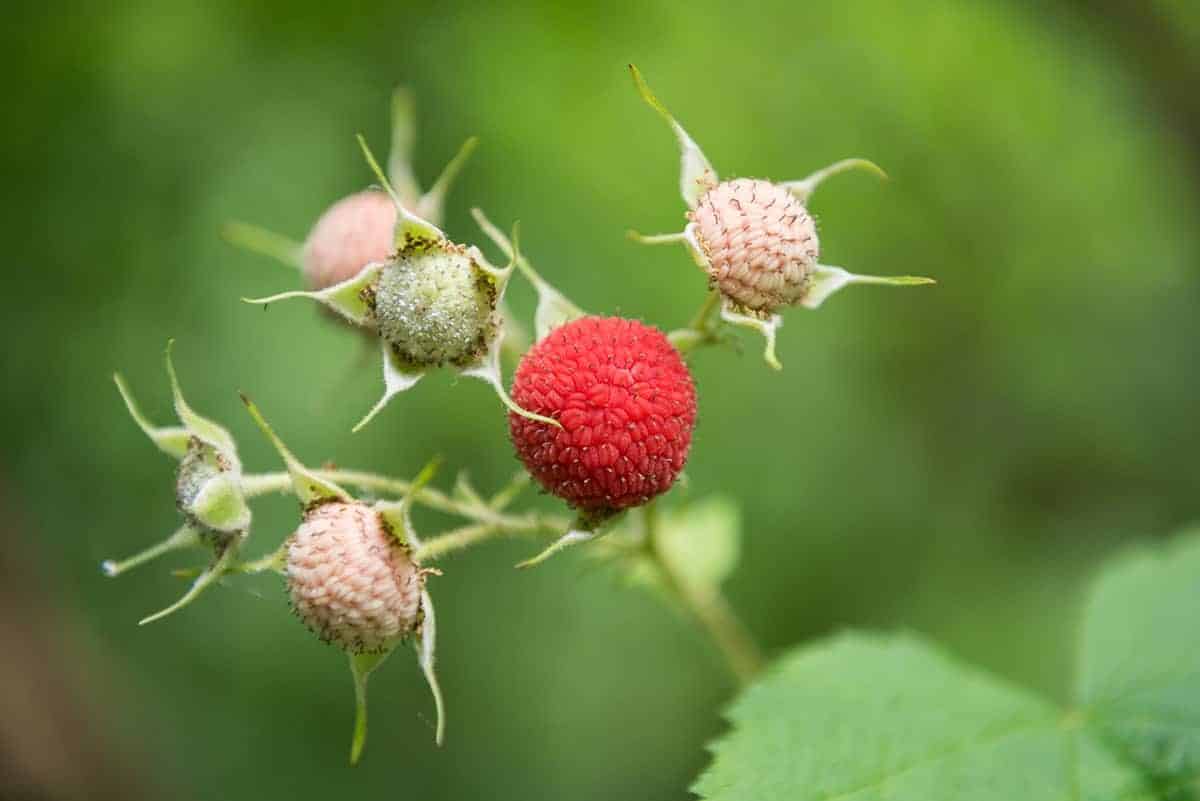 Thimbleberry – Rubus parviflorus