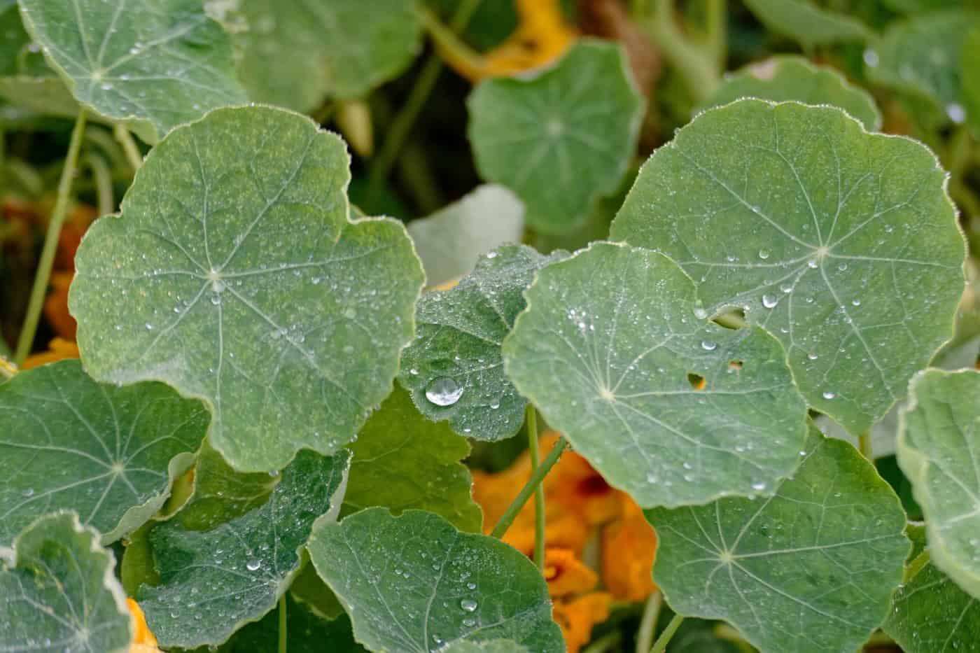 Nasturtiums