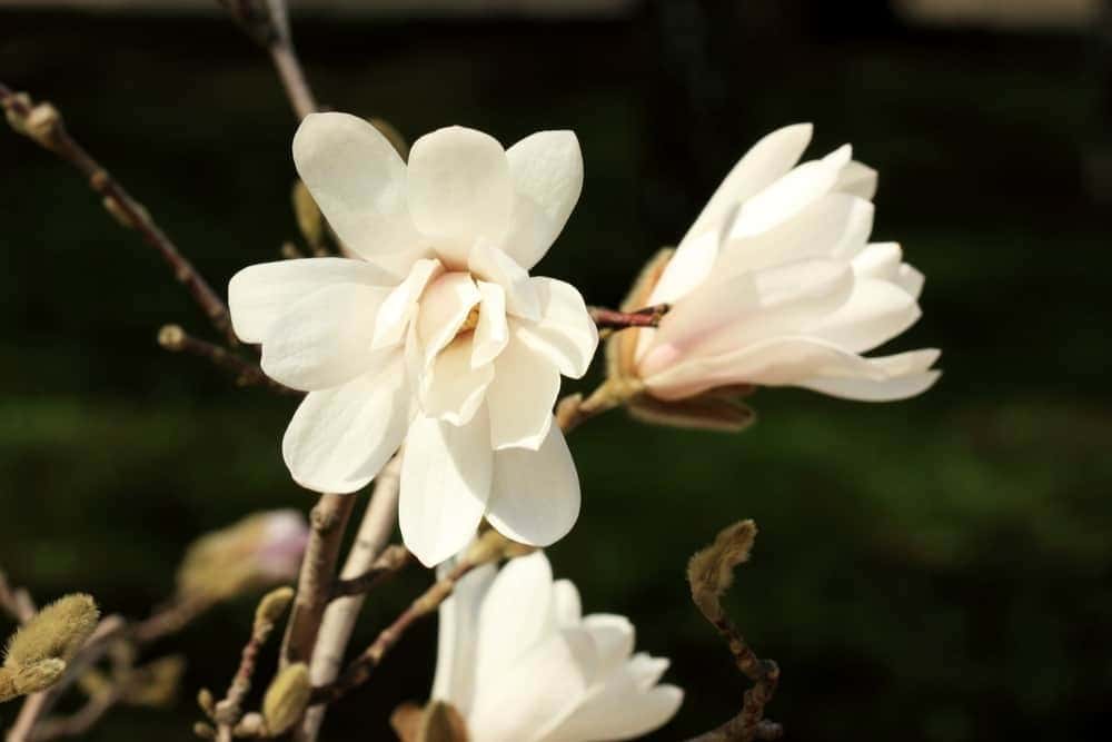 Sweetbay Magnolia