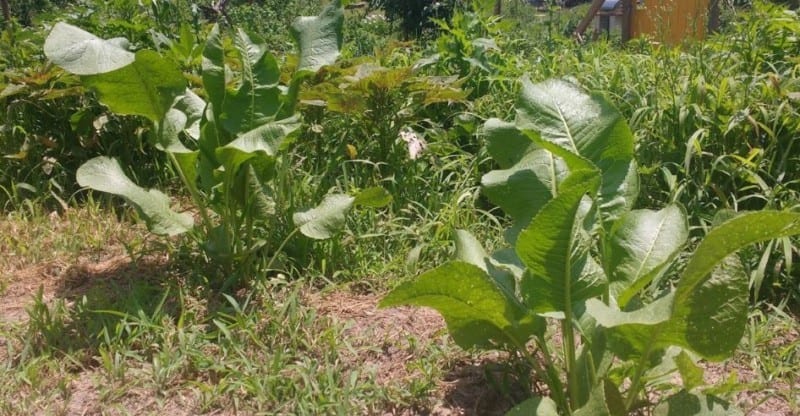 Horseradish Varieties