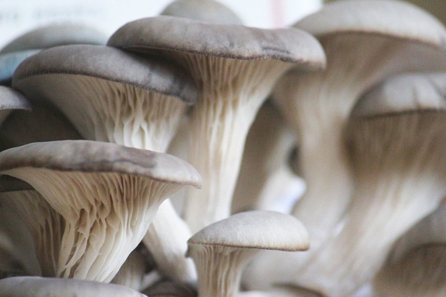 Oyster Mushrooms (Pleurotus ostreatus)