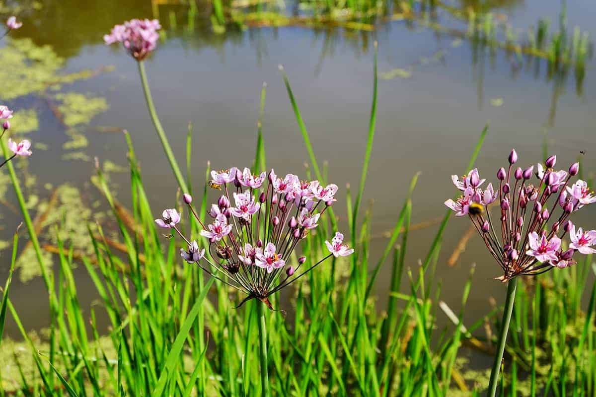 Flowering Rush (Butomus umbellatus)