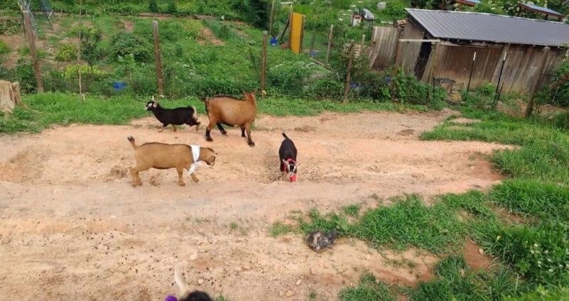 Practice Good Pasture Management