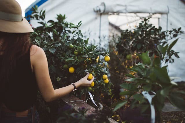 Pick Your Own Food