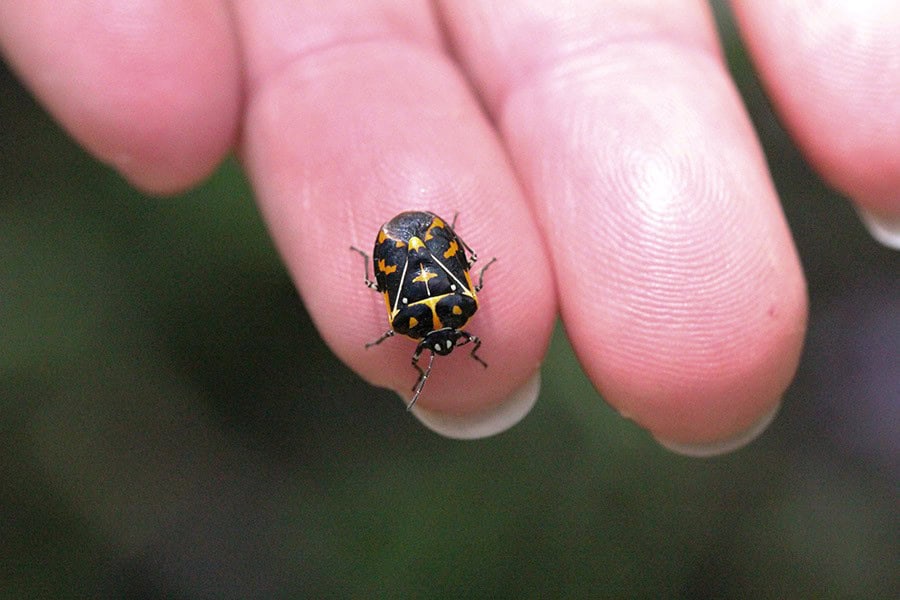 Harlequin Bug or Stink Bug