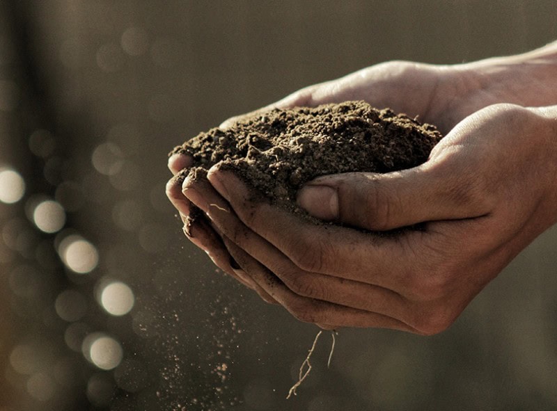 Step Six: Harvesting Your Vermicompost