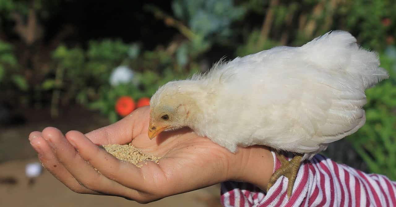 How to Cut the Cost of Feeding Chickens