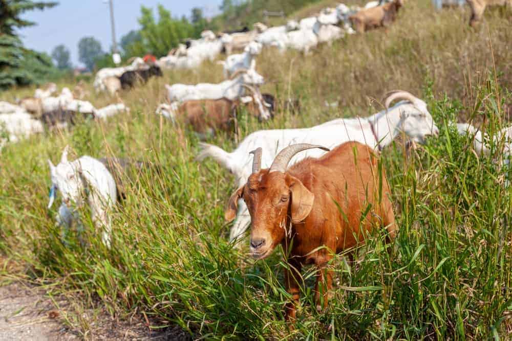 Livestock Helpers