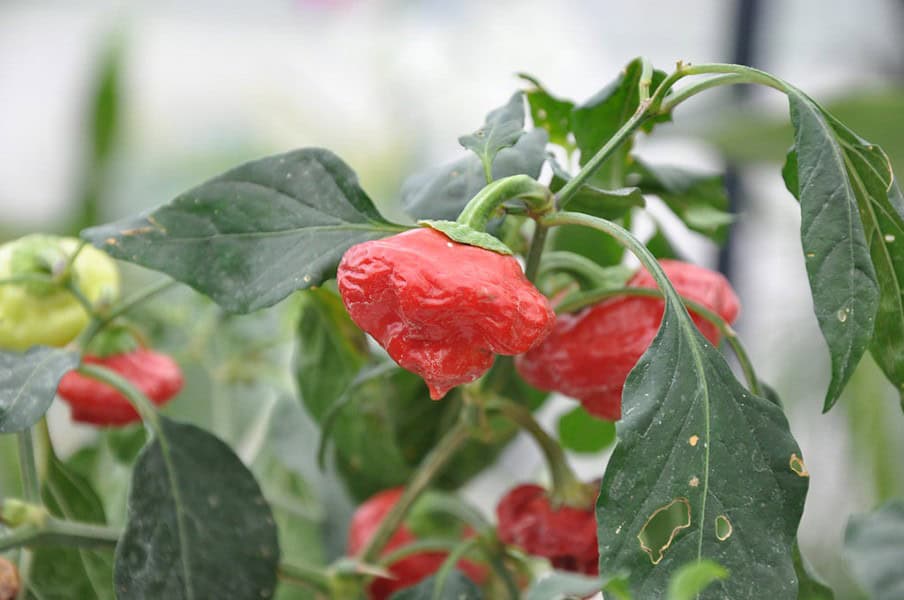 Scotch Bonnet