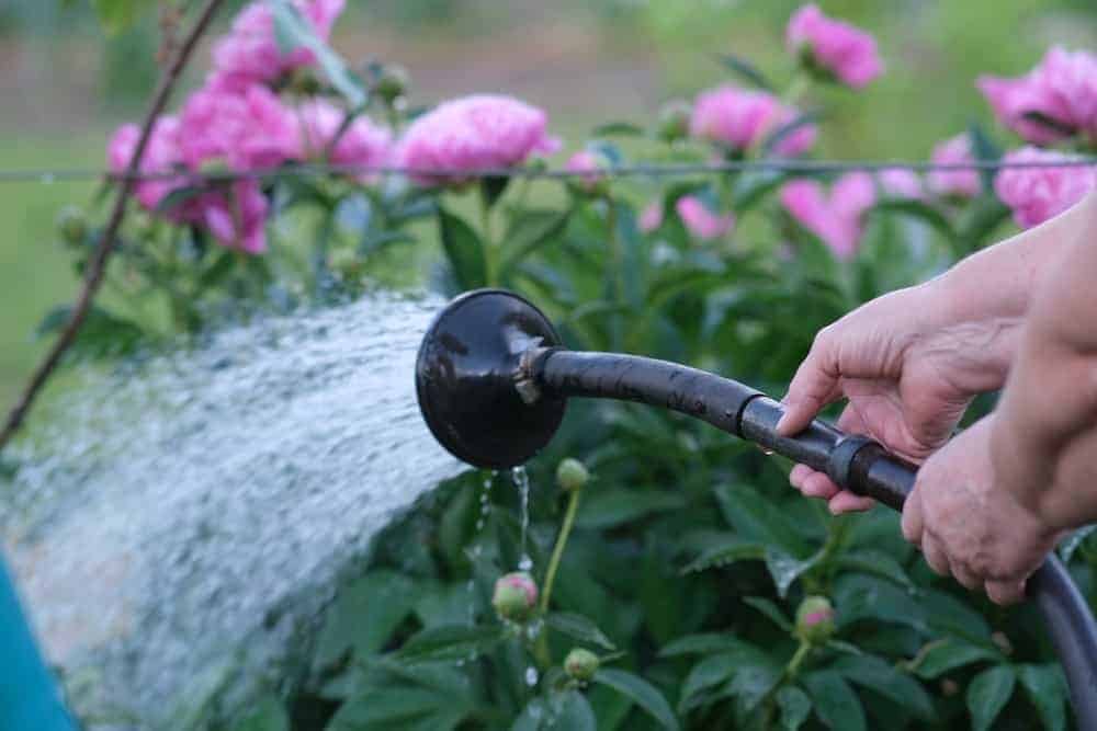 Caring for Peonies