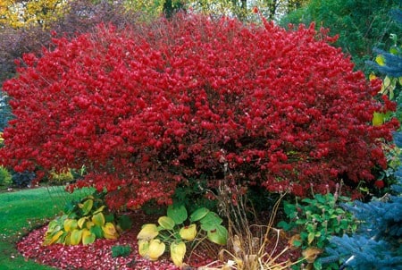 Burning Bush