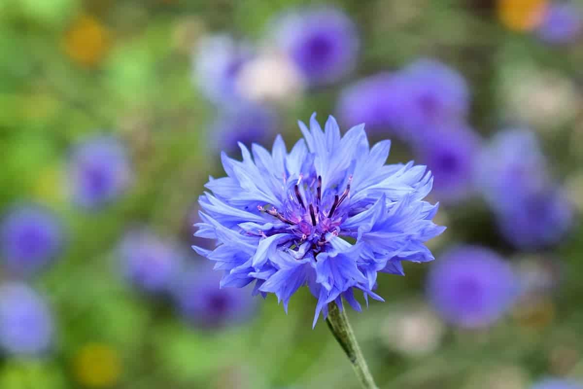 Cornflowers