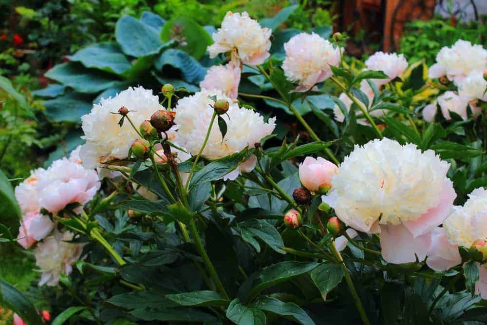 Best Varieties of Peonies