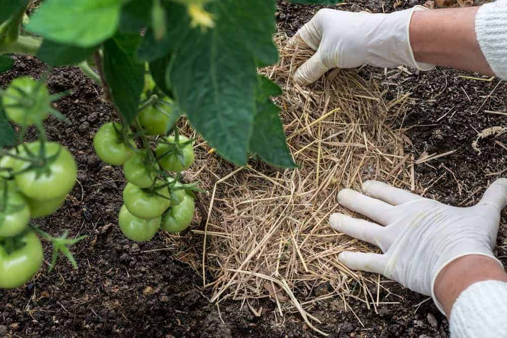 Preventing Tomato Disease in Other Ways