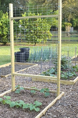 The Raised Bed Trellis