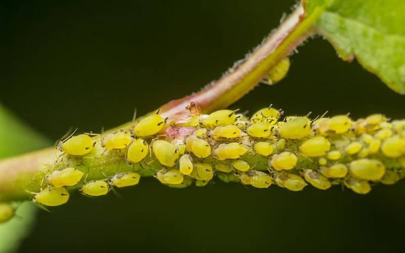 Rapini Pests