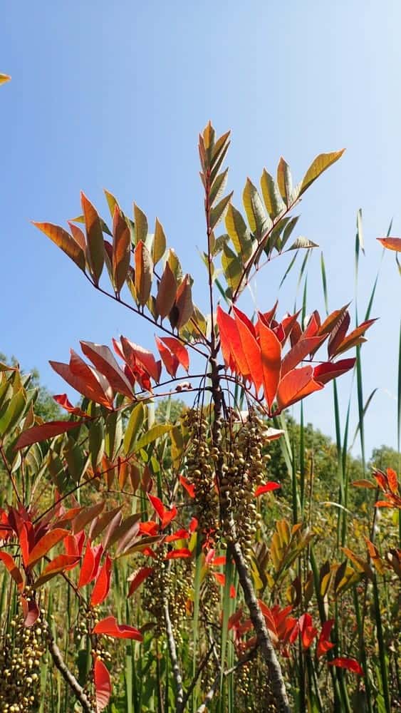 Poison Sumac