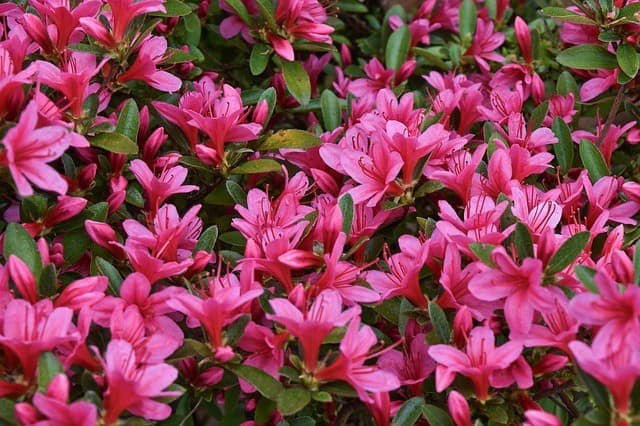 Azalea (Rhododendron)