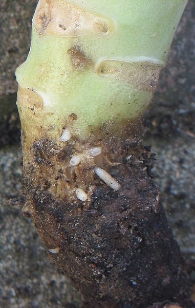 Cabbage Root Maggot