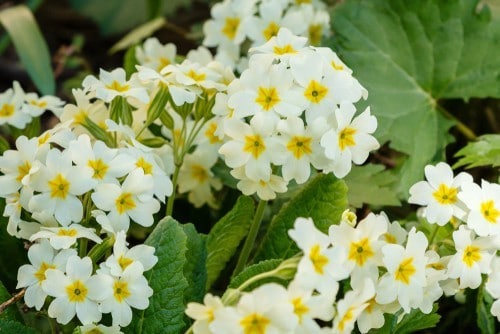 Primrose