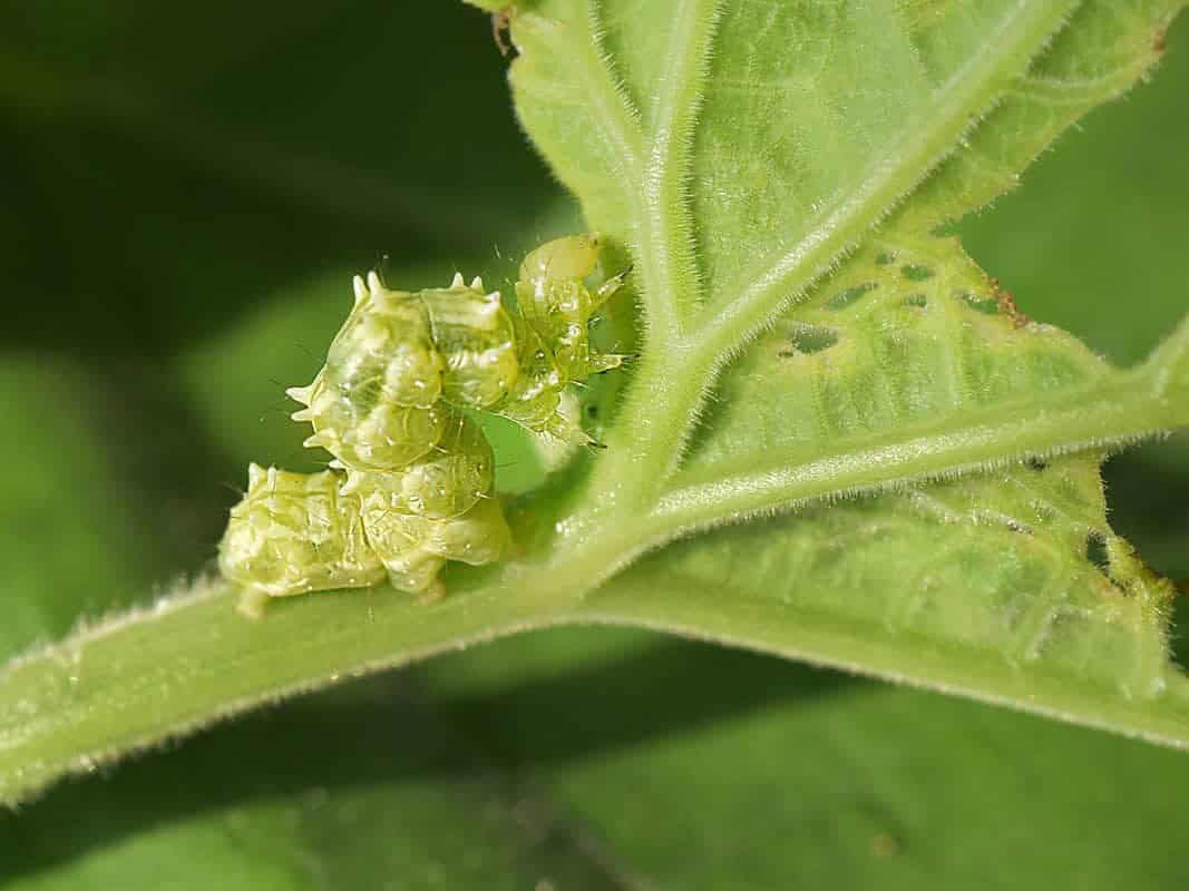 Cabbage Worms