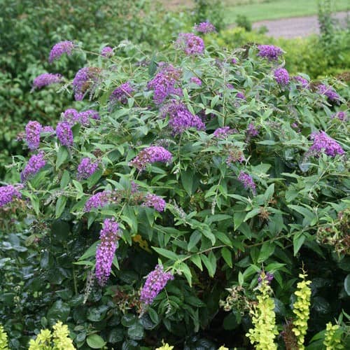 Butterfly Bushes