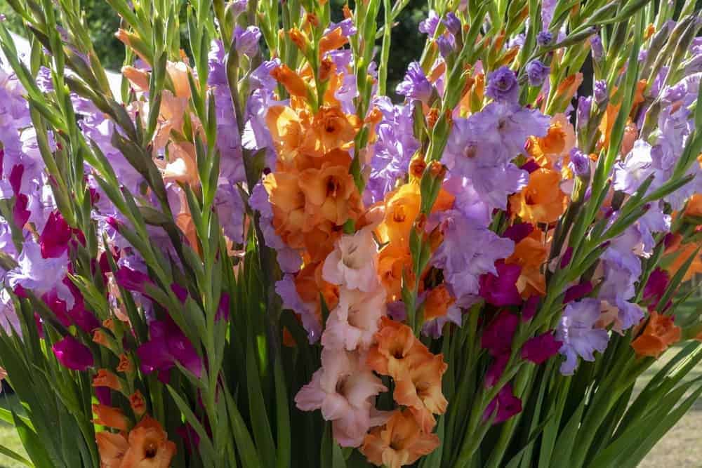 Gladioli