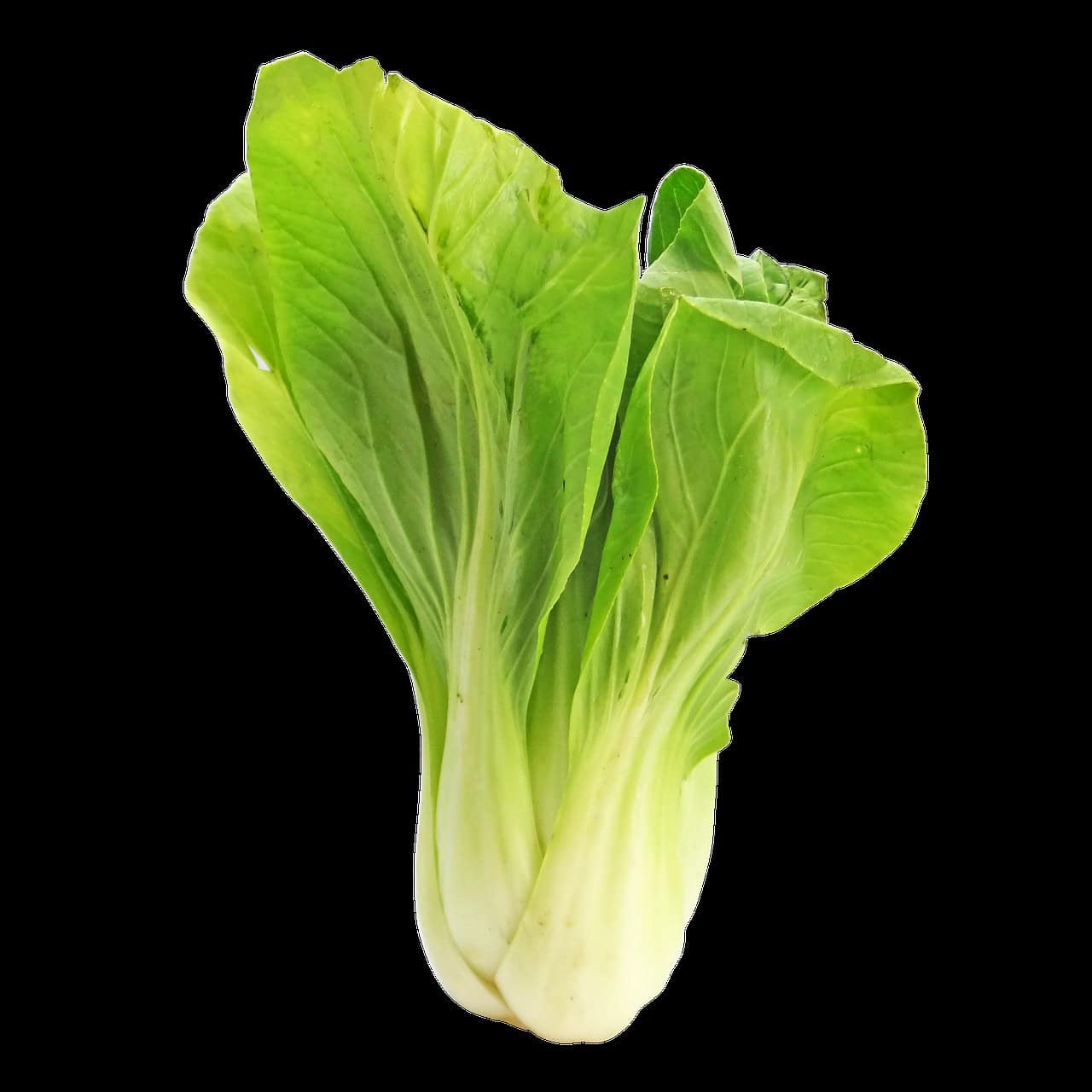 Bok Choy