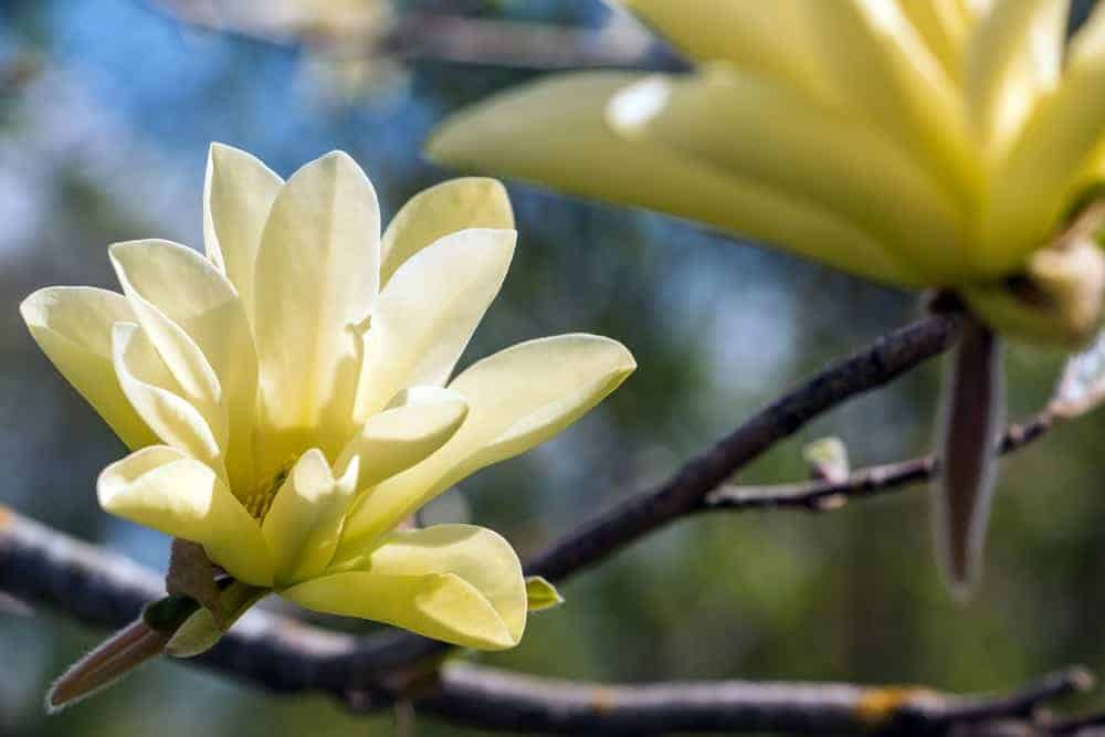 Cucumber Tree