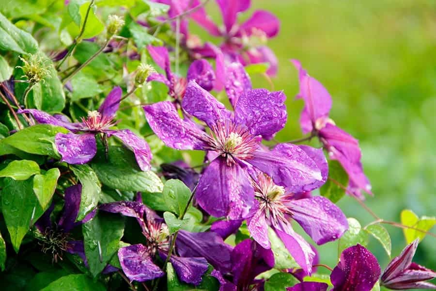 Clematis