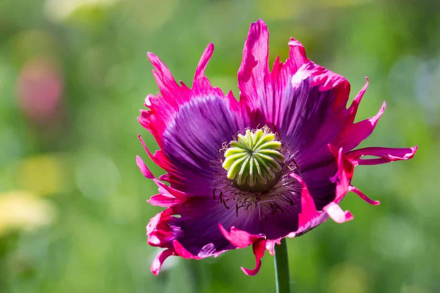 Poppies