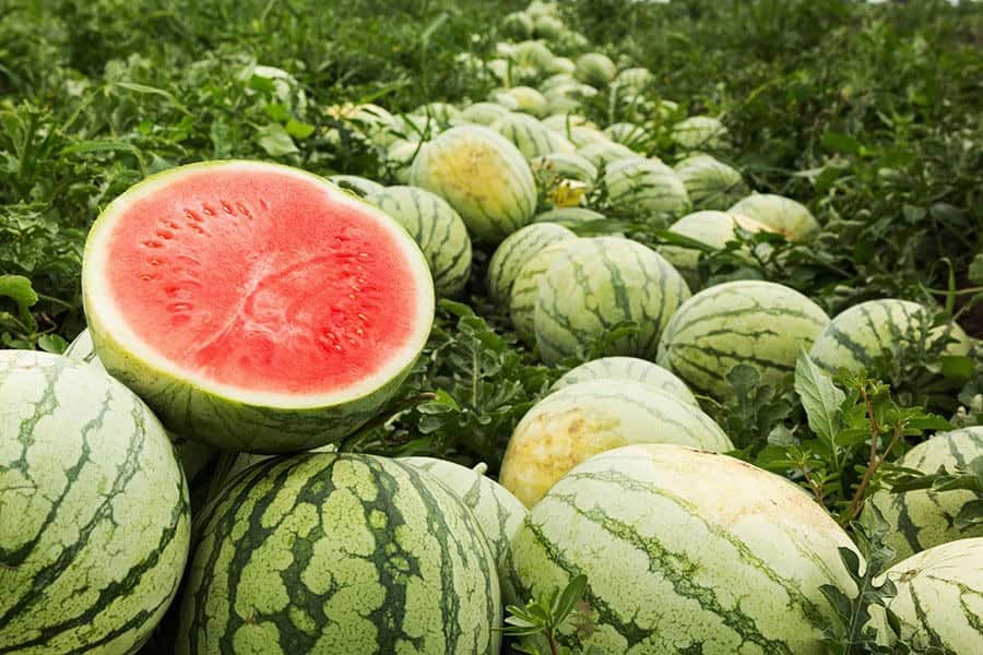 Melon Varieties