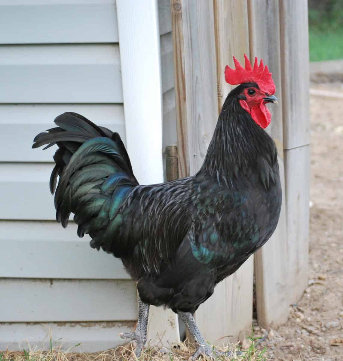 Australorp