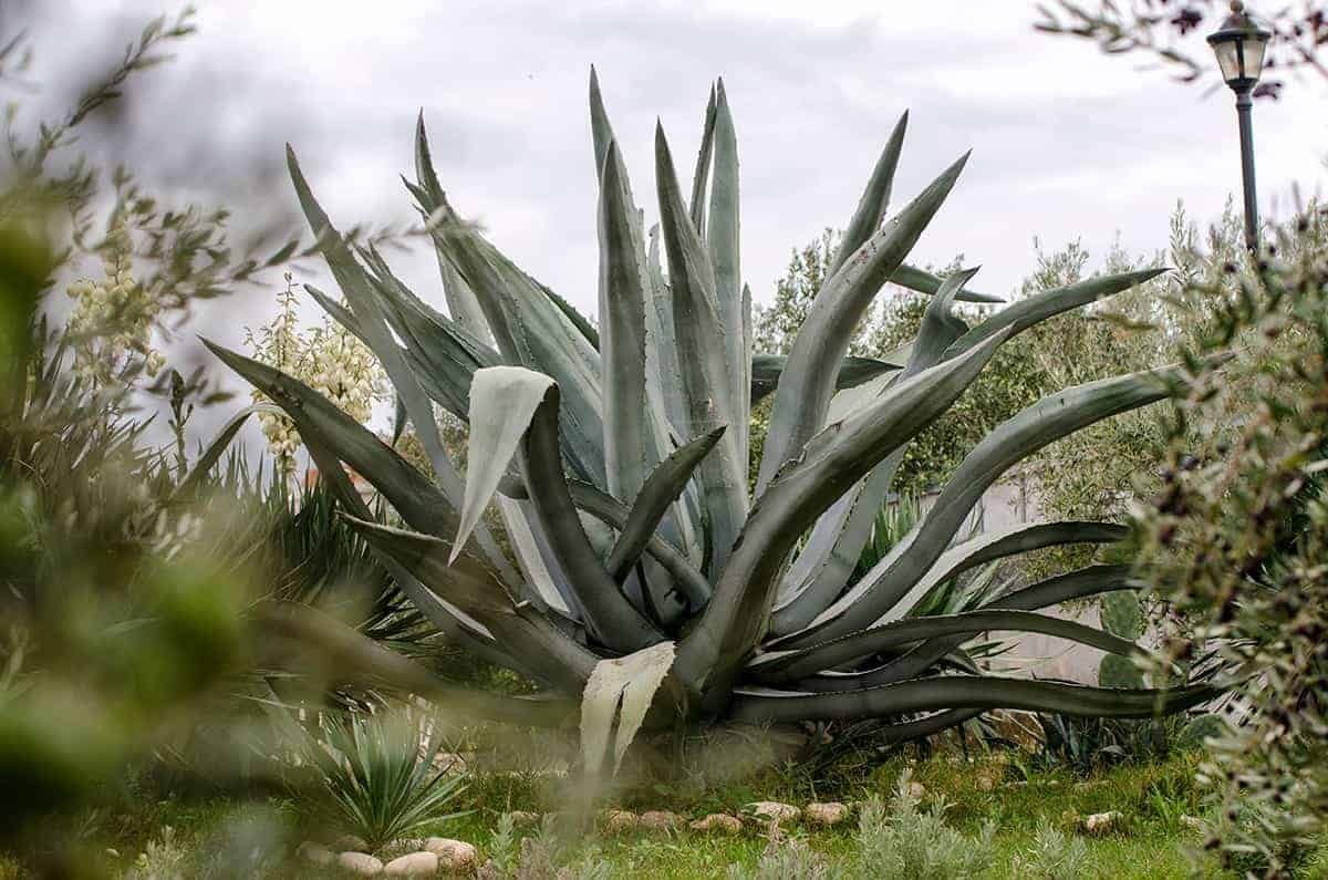 Sisal Agave