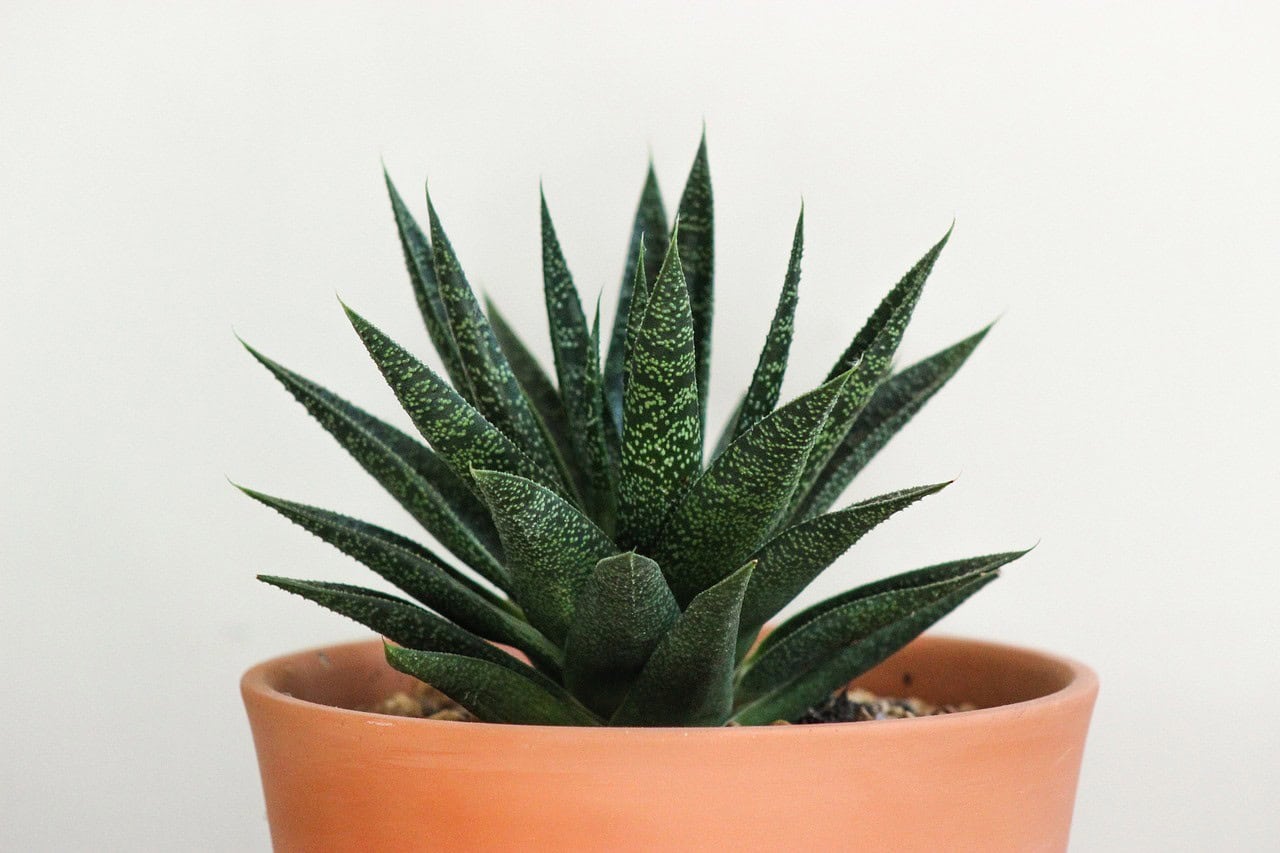 Aloe