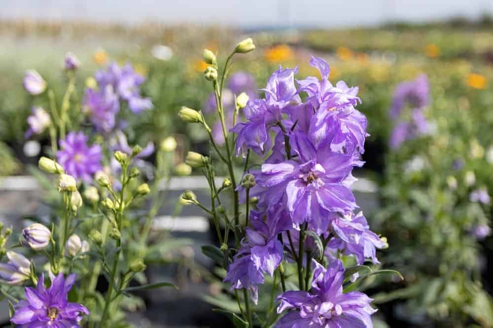 How to Multiply Delphiniums by Taking Cuttings