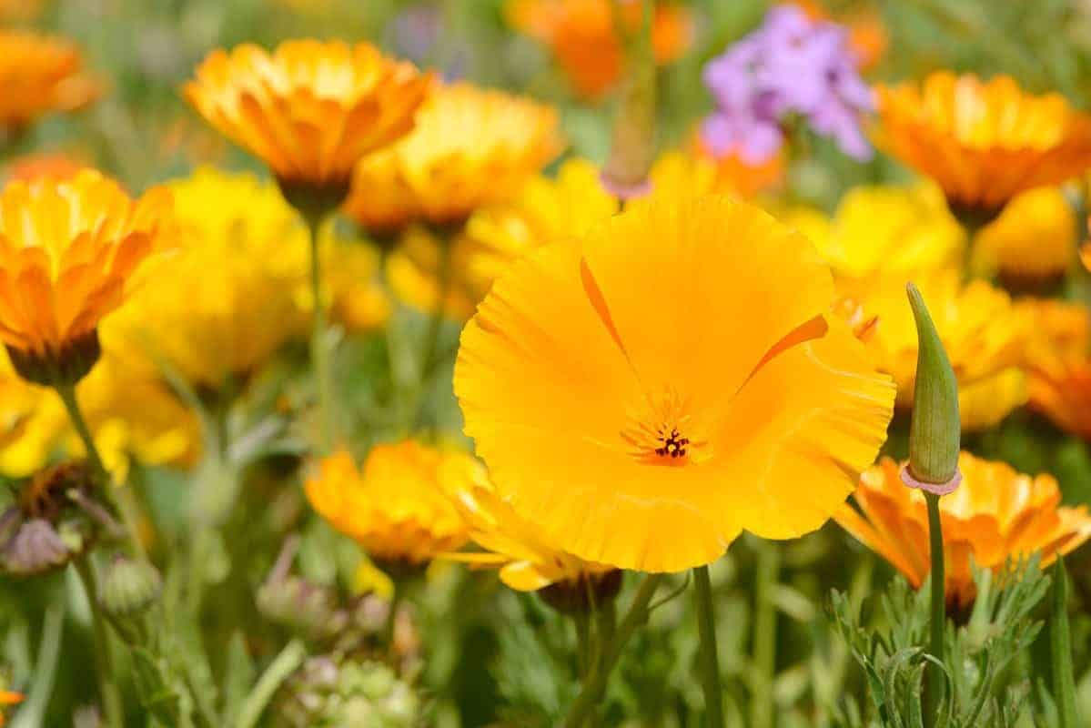 California Poppy (Eschscholzia californica)