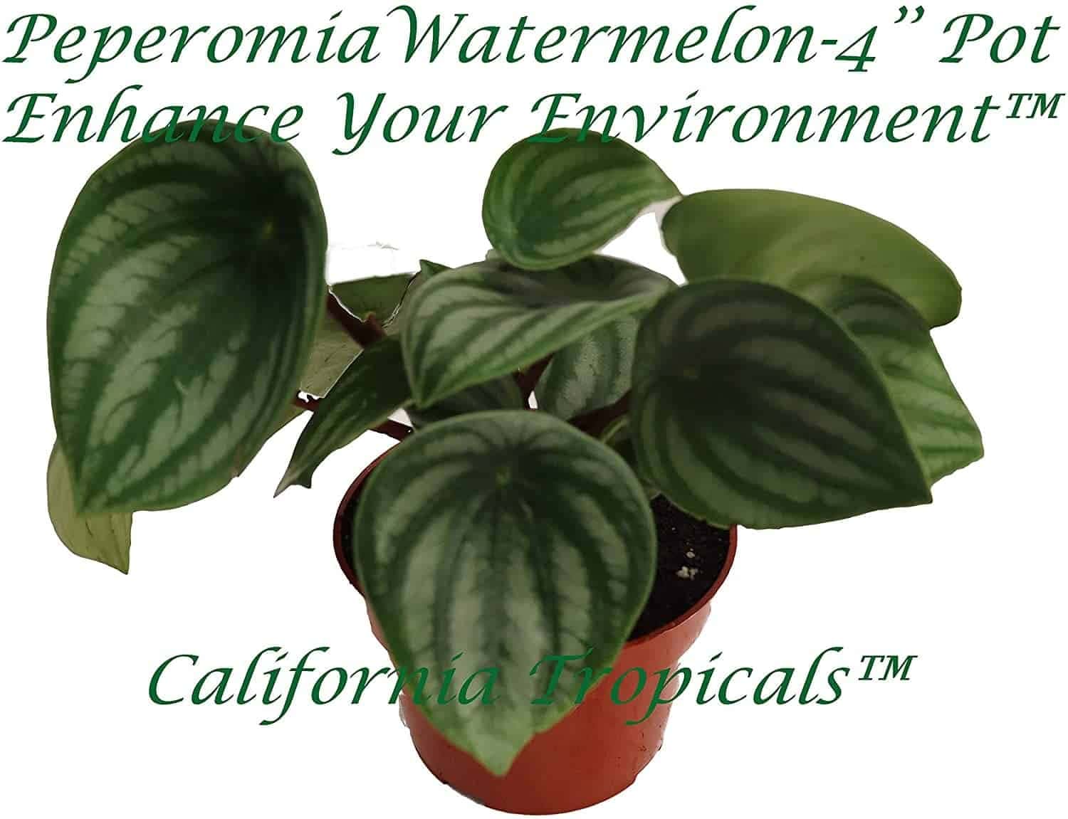 Peperomia