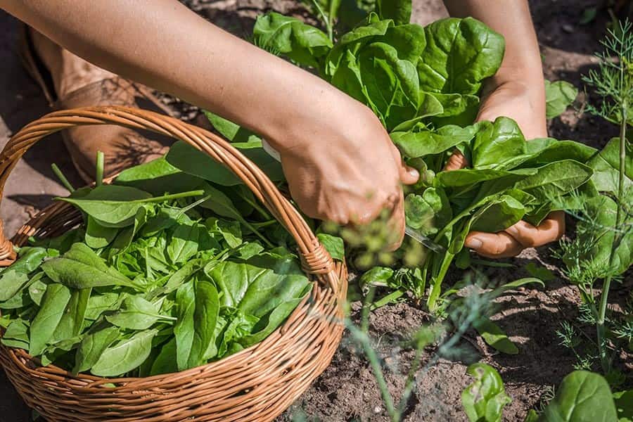 How to Harvest and Store Your Spinach