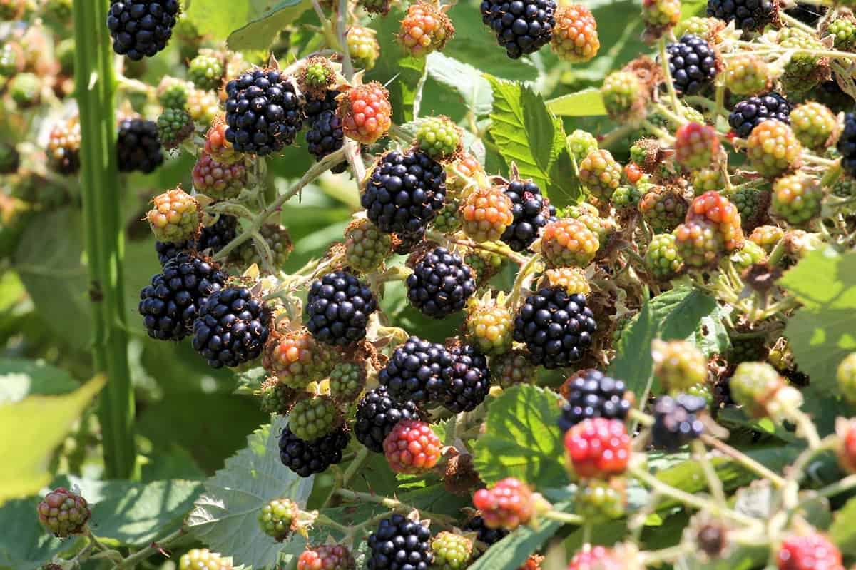 Himalayan Blackberry – Rubus armeniacus