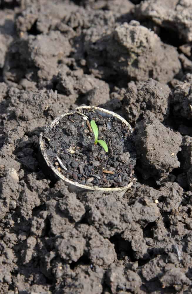 Cutworm Trap