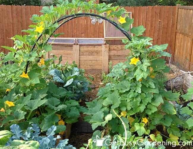 Squash Arch