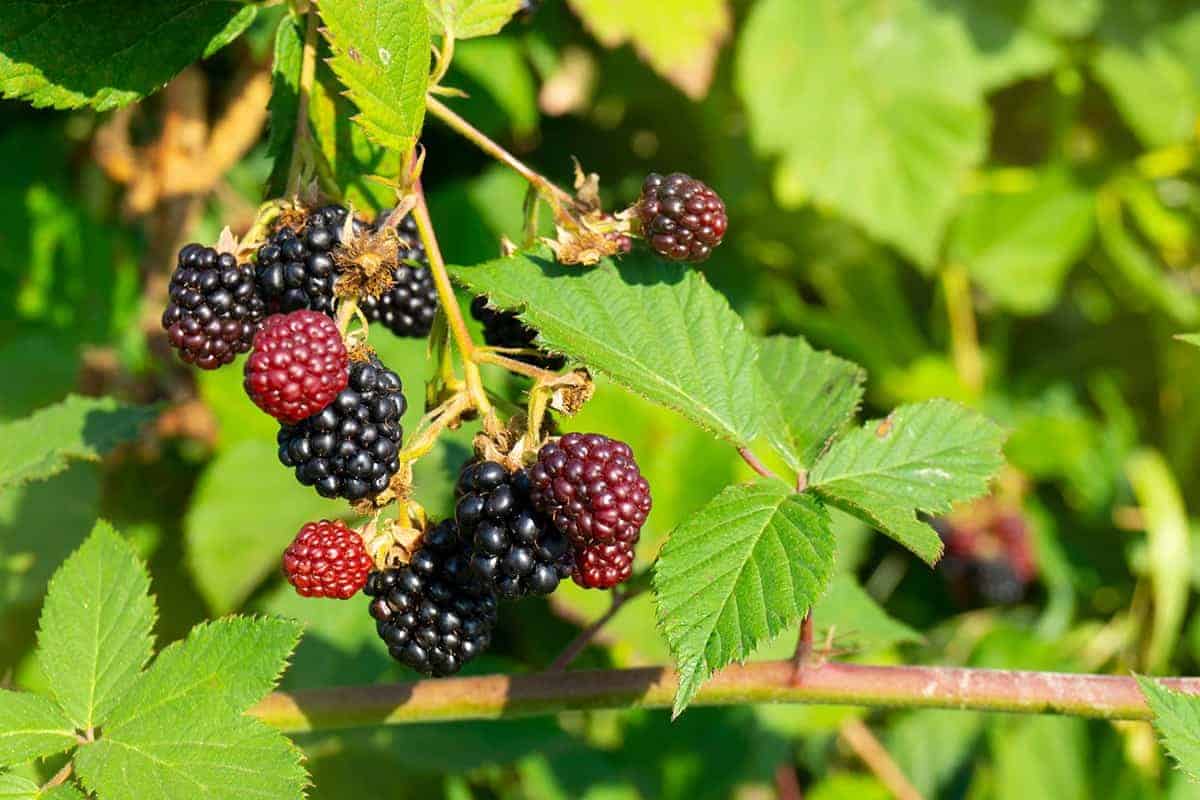 White Bark Raspberry – Rubus leucodermis